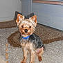 Filou participe au concours pour gagner de l'argent avec cette photo :