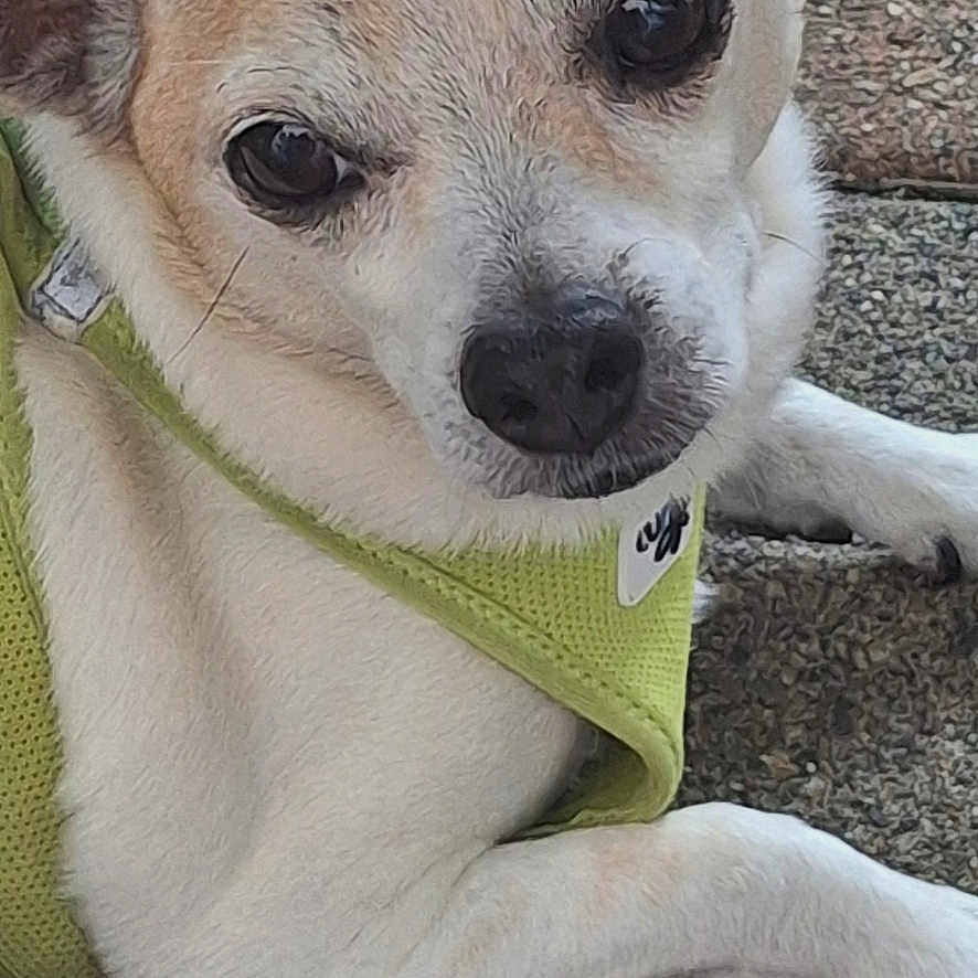 Cardin a rejoint le concours — aidez-le/la à gagner de superbes lots ! dog, small_dog, tan_dog, white_fur, green_harness, pet, animal, portrait, close_up, outdoor, pavement, sidewalk, lying_down, sitting, long_ears, dark_eyes, black_nose, cute, phone_screenshot, lock_screen