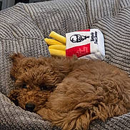 Mabel is registered to the contest to win money with this photo: puppy, dog, brown, curled_up, cushion, plush_toy, kentucky_fried_chicken, fries, soft_texture, indoor, pet, cozy, resting, fur, cute, small_dog, animal, companion, sleepy, relaxed