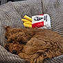 puppy, dog, brown, curled_up, cushion, plush_toy, kentucky_fried_chicken, fries, soft_texture, indoor, pet, cozy, resting, fur, cute, small_dog, animal, companion, sleepy, relaxed