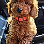Mabel joined the competition — help win amazing prizes! dog, poodle, puppy, curly_fur, brown, pet, collar, car, car_seat, sunlight, cute, adorable, animal, fur, closeup, portrait, indoor, pet_accessory, young, looking