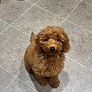 Mabel is registered to the contest to win money with this photo: adorable, animal, brown, canine, companion, curly_fur, cute, dog, domestic_animal, floor, friendly, fur, indoors, looking_up, pet, puppy, small_dog, tile, waiting, young_dog