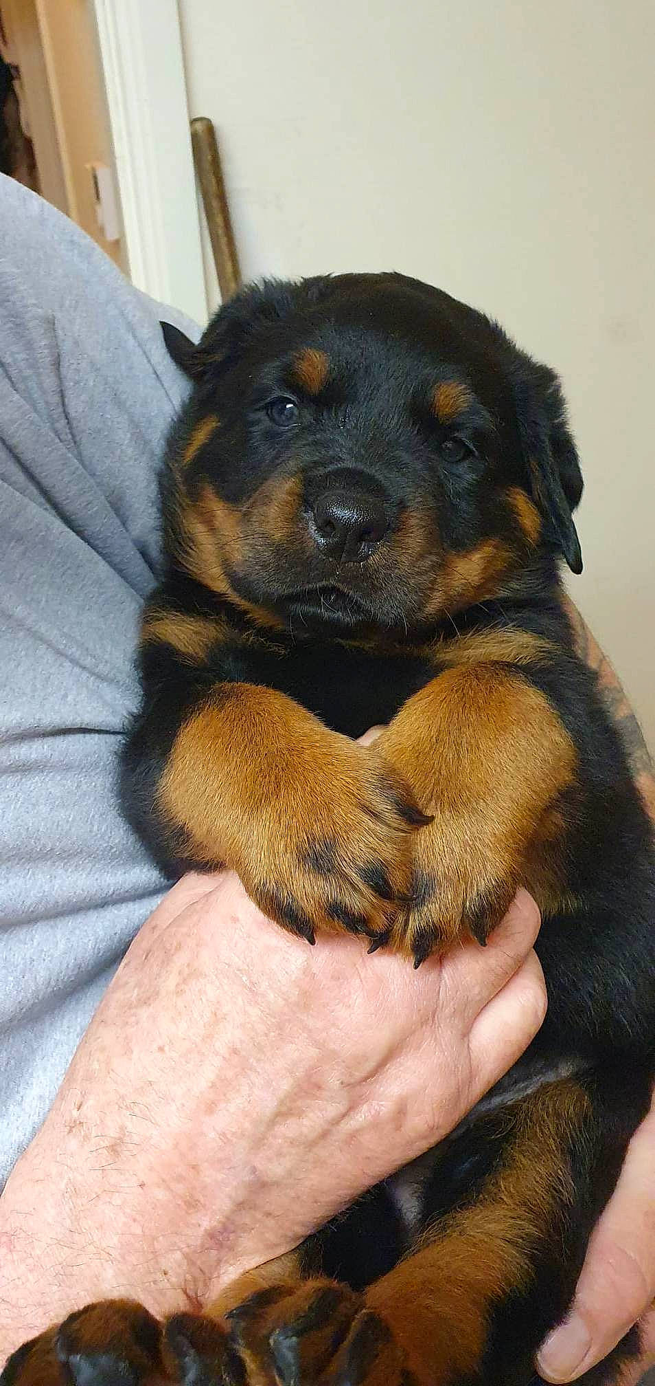 Bracken is registered to the contest to win money with this photo: beaglier, canidae, carnivore, comfort, companion_dog, dog, dog_breed, fawn, fur, guard_dog, paw, puppy, rottweiler, snout, sporting_group, terrestrial_animal, working_dog