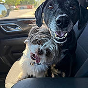 Captain And Bucky joined the competition — help win amazing prizes! dog, two_dogs, car_interior, car_seat, black_dog, fluffy_dog, happy, playful, pet, tongue_out, smiling, closeup, sunlight, daytime, seatbelt, vehicle, window, nature_outside, animal, companions