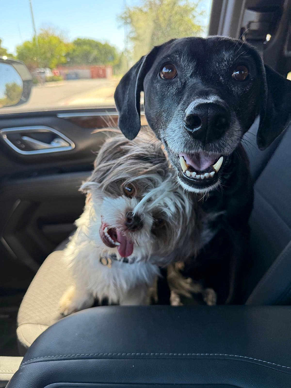Captain And Bucky joined the competition — help win amazing prizes! dog, two_dogs, car_interior, car_seat, black_dog, fluffy_dog, happy, playful, pet, tongue_out, smiling, closeup, sunlight, daytime, seatbelt, vehicle, window, nature_outside, animal, companions
