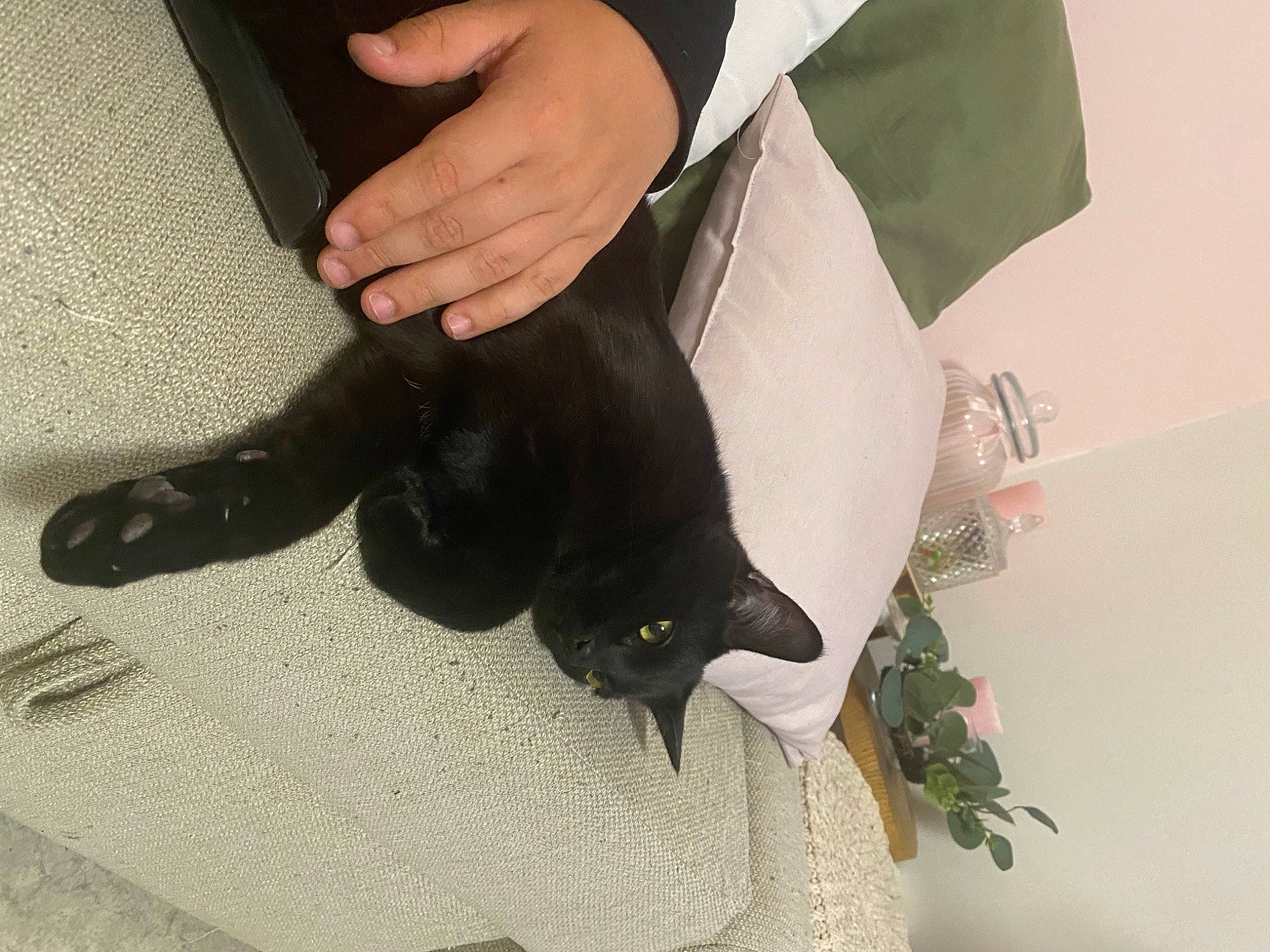 Oréo participe au concours pour gagner de l'argent avec cette photo : black_cat, carnivore, cat, comfort, domestic_short_haired_cat, fashion_accessory, felidae, flower, foot, formal_wear, fur, gesture, human_leg, nail, plant, sleeve, small_to_medium_sized_cats, tail, whiskers, wrist