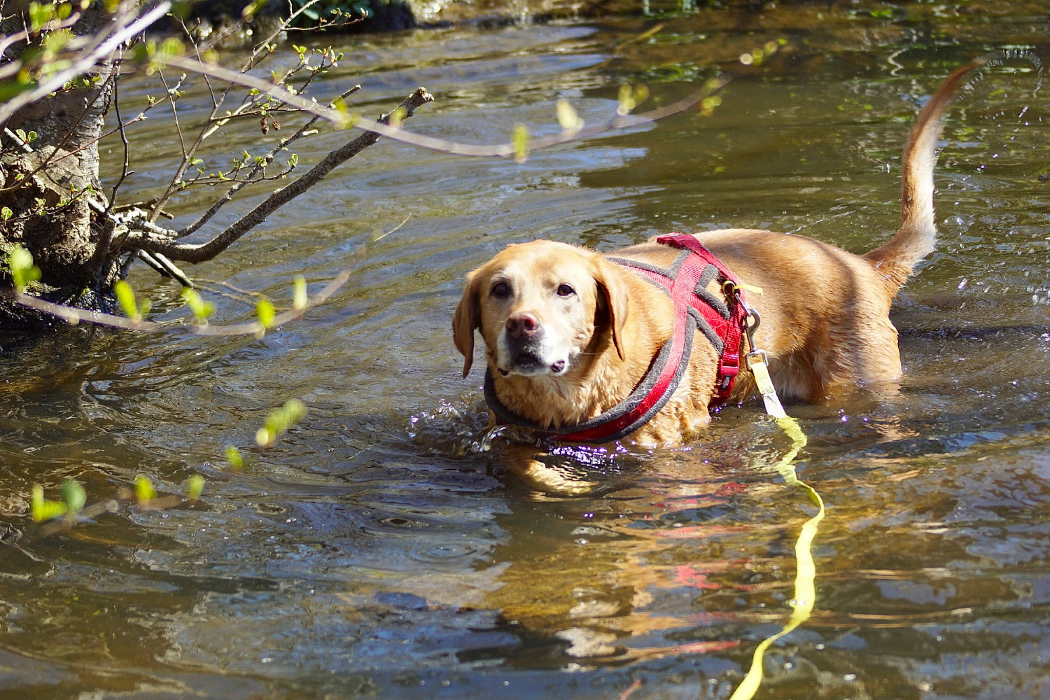 Princesse participe au concours pour gagner de l'argent avec cette photo : canidae, carnivore, collar, companion_dog, dog, dog_breed, dog_collar, fawn, guard_dog, gun_dog, labrador_retriever, lake, pet_supply, recreation, retriever, snout, sporting_group, tree, water, working_animal