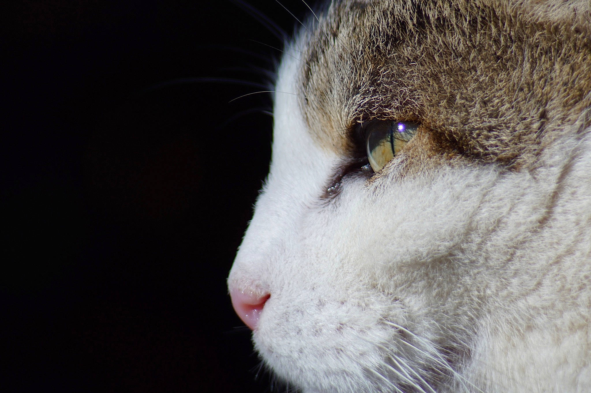 Moustique participe au concours pour gagner de l'argent avec cette photo : carnivore, cat, domestic_short_haired_cat, felidae, fur, small_to_medium_sized_cats, terrestrial_animal, whiskers