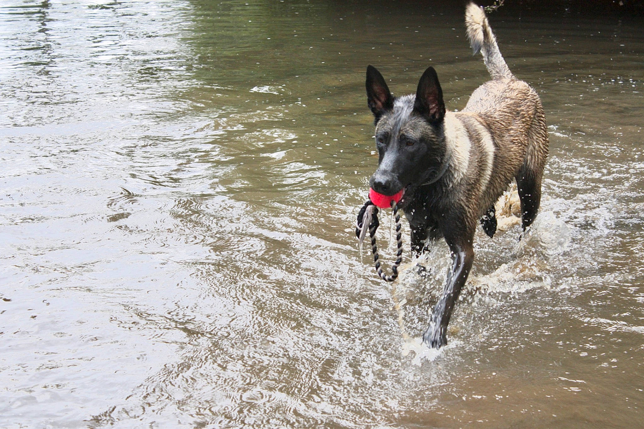 Naya a rejoint le concours — aidez-le/la à gagner de superbes lots ! canidae, carnivore, dog, dog_breed, dog_supply, event, guard_dog, hunting_dog, lake, non_sporting_group, pet_supply, recreation, snout, sporting_group, tail, water, wildlife, working_animal, working_dog