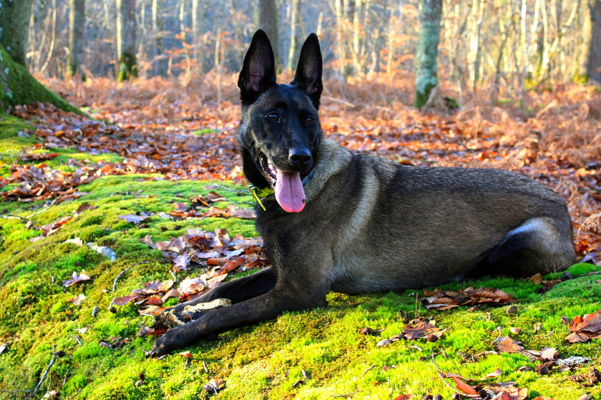 Naya participe au concours pour gagner de l'argent avec cette photo : canidae, carmine, carnivore, dog, dog_breed, fawn, forest, grass, groundcover, natural_landscape, plant, snout, sporting_group, tail, terrestrial_animal, tree, trunk, wildlife, wood, working_dog