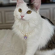 Luna joined the competition — help win amazing prizes! cat, white_cat, gray_spot, pearl_necklace, heart_pendant, pet, indoor, bedspread, feline, portrait, animal, cute, domestic_cat, whiskers, ears, yellow_eyes, soft_light, cozy, background_blur, furry