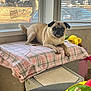 animal, blanket, cushion, dog, ears, face, floor, furniture, home, indoor, light, natural_light, pet, plaid, plush, pug, relaxing, tail, toy, window