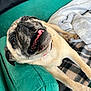 animal, blanket, canine, couch, cozy, cute, dog, expression, face, fur, home, indoor, paw, pet, pug, relaxed, resting, smiling, tongue, tongue_out