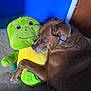 dog, brown_dog, plush_toy, green_turtle, yellow_turtle, carpet, indoor, snuggling, sleeping, pet, animal, toy, hugging, resting, blue_wall, wooden_door, collar, cute, cozy, relaxed