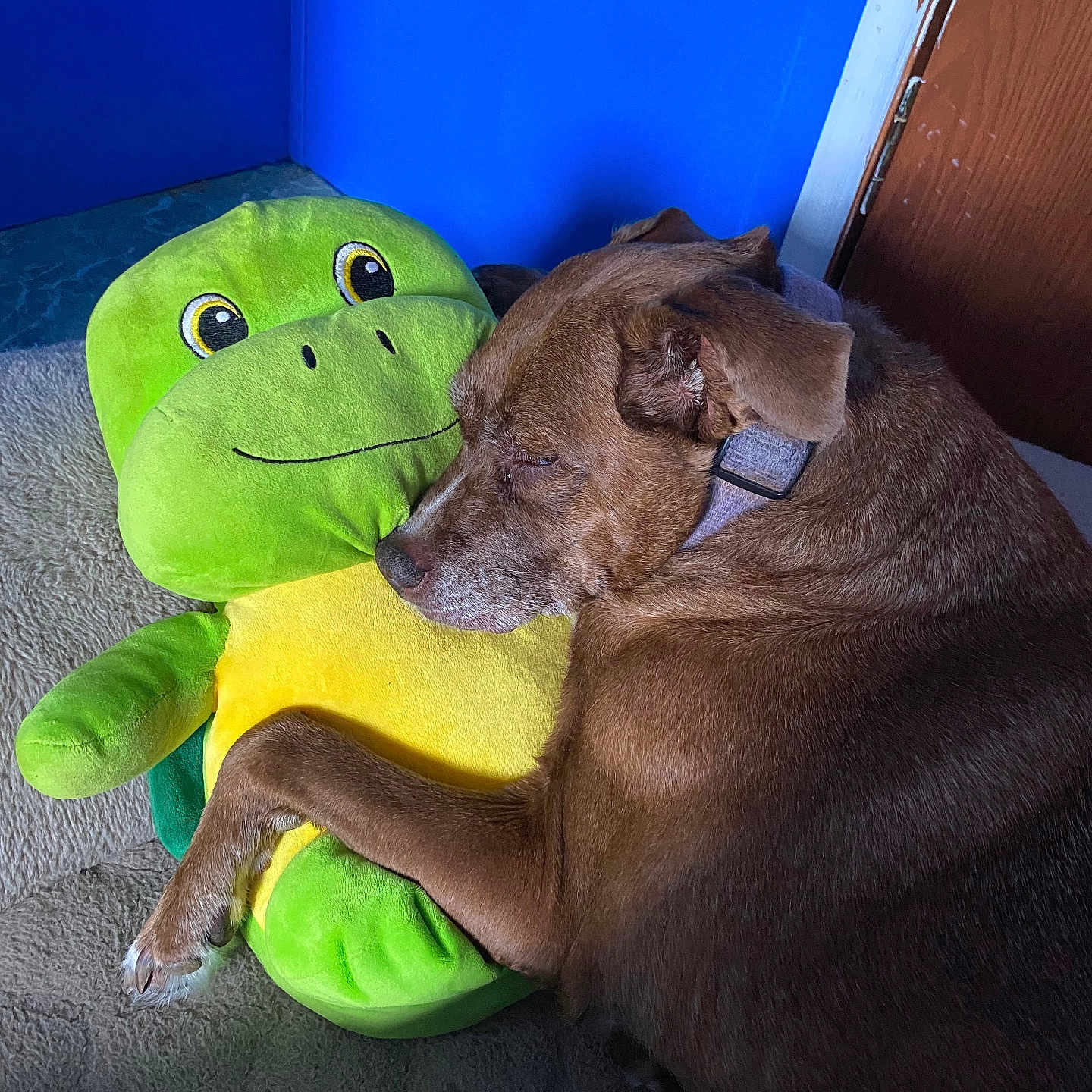Bella joined the competition — help win amazing prizes! animal, blue_wall, brown_dog, carpet, collar, cozy, cute, dog, green_turtle, hugging, indoor, pet, plush_toy, relaxed, resting, sleeping, snuggling, toy, wooden_door, yellow_turtle