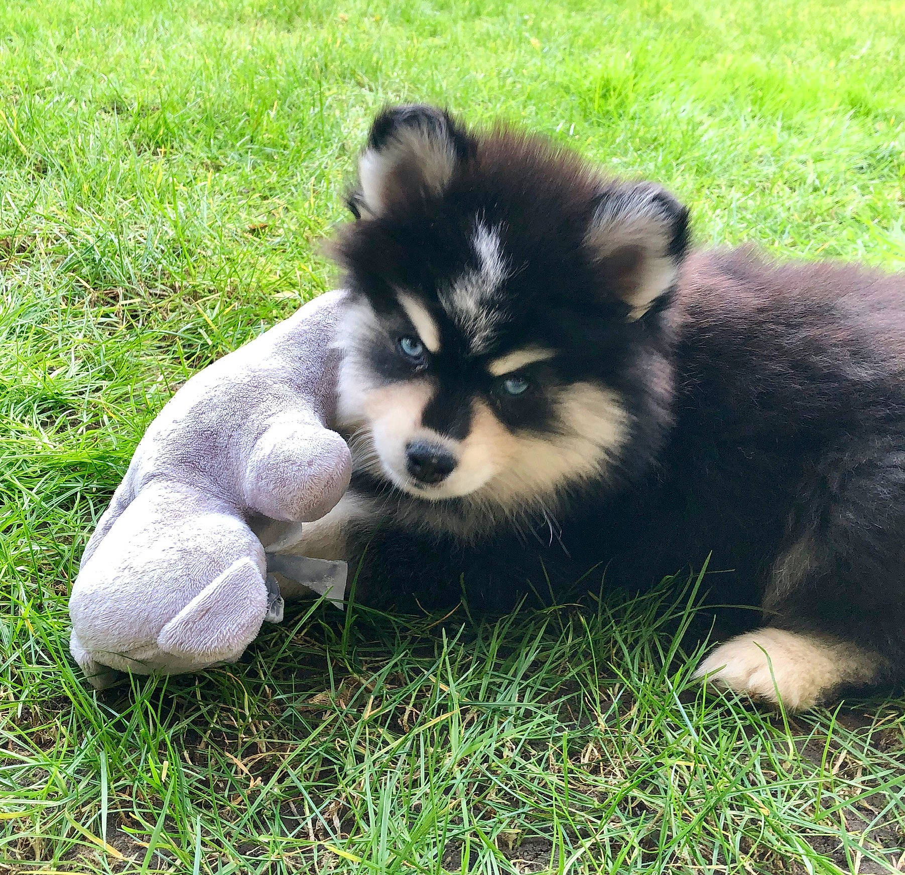 Shake participe au concours pour gagner de l'argent avec cette photo : ancient_dog_breeds, canidae, carnivore, companion_dog, dog, dog_breed, fawn, fur, german_spitz_klein, grass, non_sporting_group, snout, sporting_group, terrestrial_animal, toy_dog, wildlife, working_dog