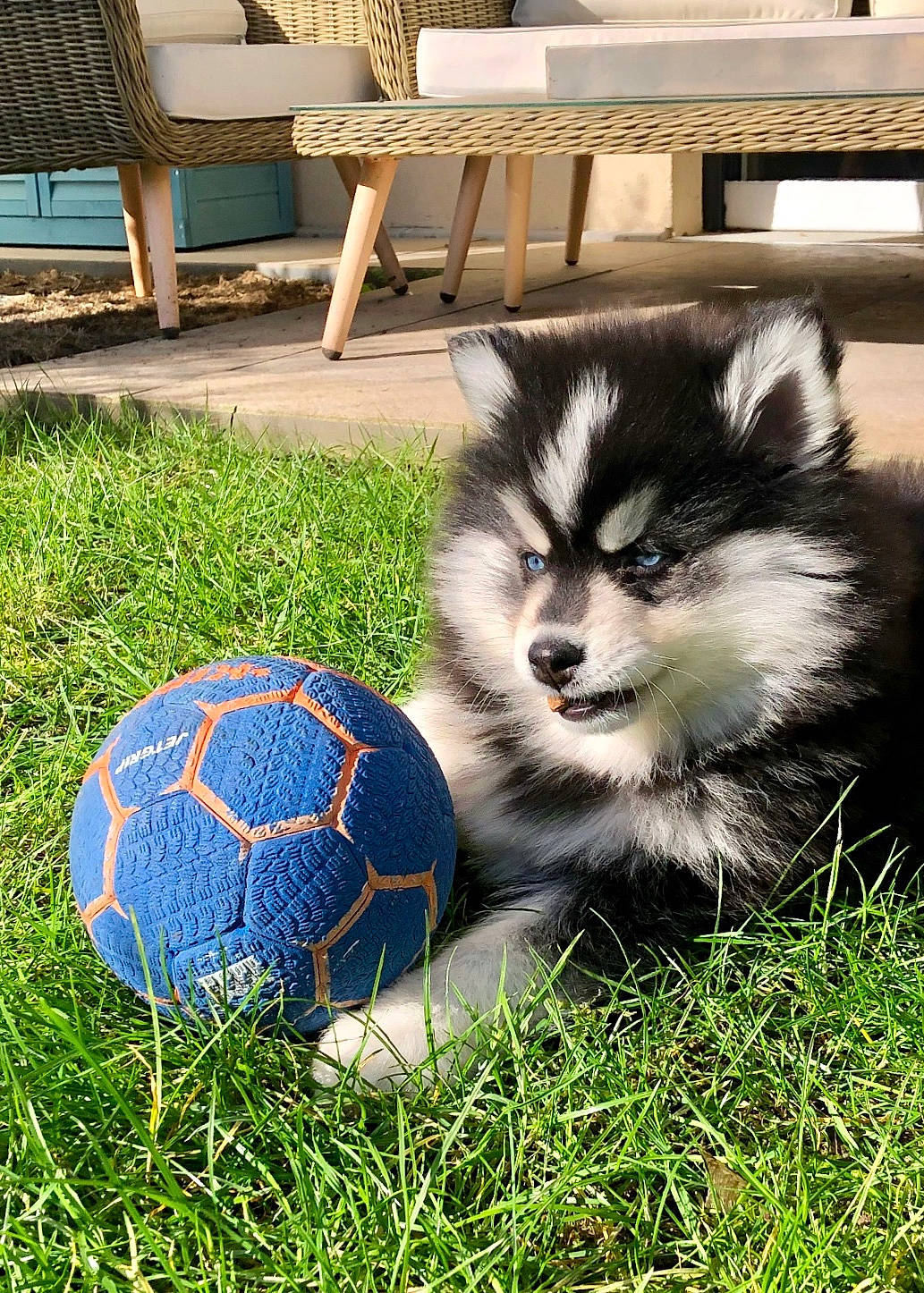 Shake a rejoint le concours — aidez-le/la à gagner de superbes lots ! ball, carnivore, chair, companion_dog, dog, dog_breed, football, fur, grass, green, outdoor_furniture, plant, sled_dog, soccer, soccer_ball, sports_equipment, sports_toy, terrestrial_animal, toy_dog, whiskers