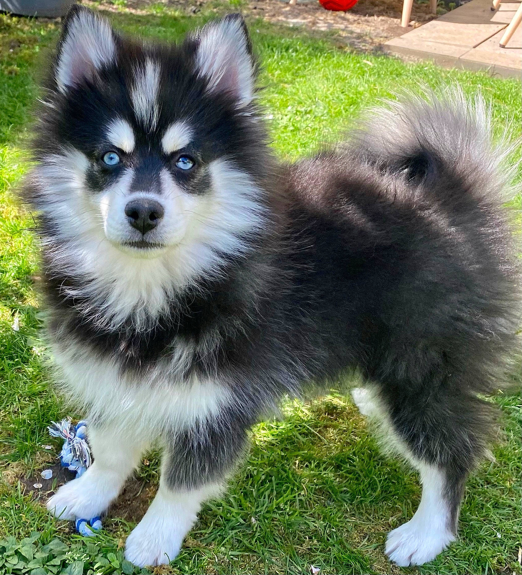 Shake a rejoint le concours — aidez-le/la à gagner de superbes lots ! ancient_dog_breeds, balance, canidae, carnivore, companion_dog, dog, dog_breed, fur, grass, non_sporting_group, sled_dog, snout, sporting_group, tail, terrestrial_animal, wildlife, working_dog