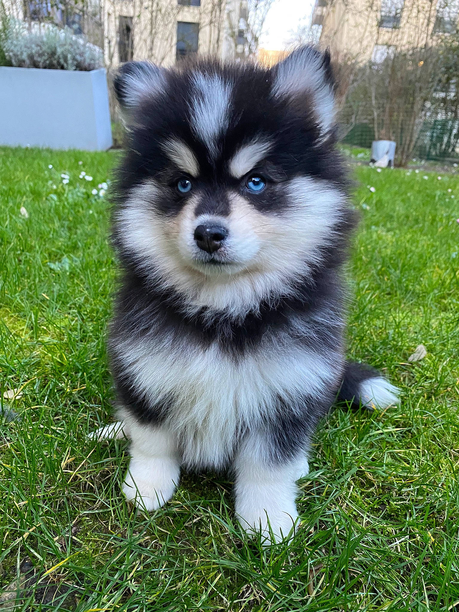 Shake a rejoint le concours — aidez-le/la à gagner de superbes lots ! ancient_dog_breeds, canidae, canis, carnivore, companion_dog, dog, dog_breed, fur, german_spitz_klein, grass, non_sporting_group, plant, puppy, sled_dog, snout, sporting_group, terrestrial_animal, toy_dog, working_animal, working_dog