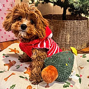 Graham is registered to the contest to win money with this photo: puppy, dog, christmas, holiday, festive_clothing, plush_toy, blanket, gingerbread_man, holly, christmas_tree, tree_lights, woven_basket, indoor, pet, cute, brown_fur, small_dog, holiday_decor, cozy, seasonal