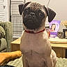animal, background, blanket, collar, couch, curious, dog, eyes, face, furniture, green_armchair, home, indoor, pet, photo_frame, pug, puppy, sitting, table, wooden_table