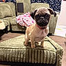Pua joined the competition — help win amazing prizes! animal, blanket, canine, carpet, collar, couch, cute, dog, fabric, floor, furniture, home, indoor, living_room, ottoman, pattern, pet, pug, puppy, small