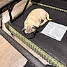 animal, black_fabric, close_up, cozy, curious_eyes, cute, dog, domestic_animal, floor, furniture, green_trim, indoor, label, lying_down, pet, pug, puppy, resting, small_dog, wood_floor