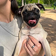 Pua joined the competition — help win amazing prizes! pug, dog, puppy, person, hand, tattoo, ring, outdoor, park, sunlight, trees, dirt_path, happy, tongue_out, close_up, pet, smiling, cute, animal, holding