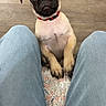 Pua is registered to the contest to win money with this photo: adorable, animal, close_up, collar, cushion, cute, dog, floor, floral_pattern, front_legs, indoor, jeans, looking_up, person, pet, pug, puppy, sitting, wooden_floor, young_dog