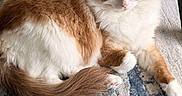 Yuppy participe au concours pour gagner de l'argent avec cette photo : cat, fluffy, long_hair, blue_eyes, white_fur, brown_fur, calico, pet, animal, face, whiskers, ears, paws, tail, lounging, lying_down, blanket, indoor, portrait, relaxed