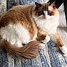 cat, fluffy, long_hair, blue_eyes, white_fur, brown_fur, calico, pet, animal, face, whiskers, ears, paws, tail, lounging, lying_down, blanket, indoor, portrait, relaxed