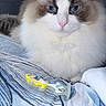 cat, ragdoll_cat, fluffy, blue_eyes, long_hair, white_fur, brown_fur, pink_nose, whiskers, close_up, portrait, pet, indoor, bed, bedding, striped_fabric, toy, resting, alert, cute
