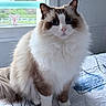 cat, fluffy, long_hair, blue_eyes, ragdoll, pet, animal, portrait, sitting, indoors, bedroom, bed, bedspread, window, daylight, whiskers, ears, white_fur, brown_markings, cute