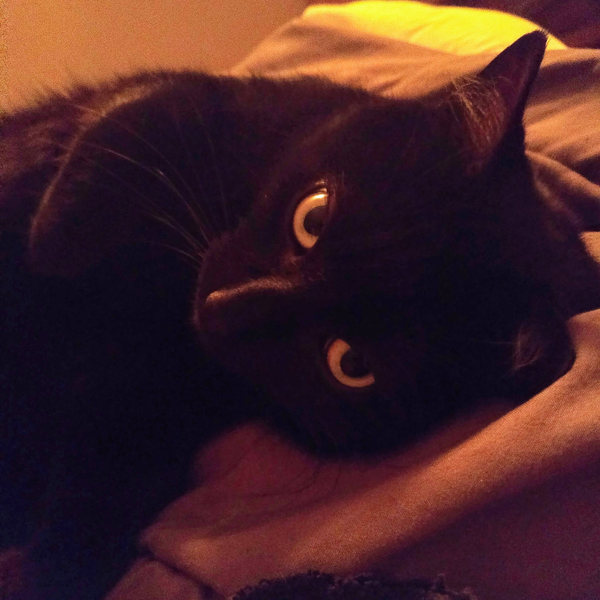 Jungle participe au concours pour gagner de l'argent avec cette photo : black, black_cat, bombay, carnivore, cat, cloud, ear, eye, felidae, fur, neck, night, nose, organ, sky, sleep, small_to_medium_sized_cats, snout, sunset, whiskers