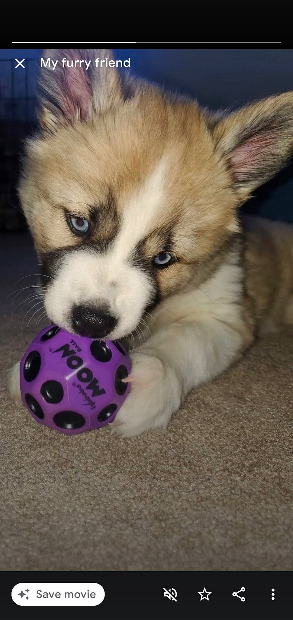 Harley is registered to the contest to win money with this photo: ball, canidae, carnivore, companion_dog, dice, dice_game, dog, dog_breed, dog_supply, fawn, food, fur, smile, snout, sporting_group, sports_equipment, terrestrial_animal, toy_dog, whiskers, working_animal