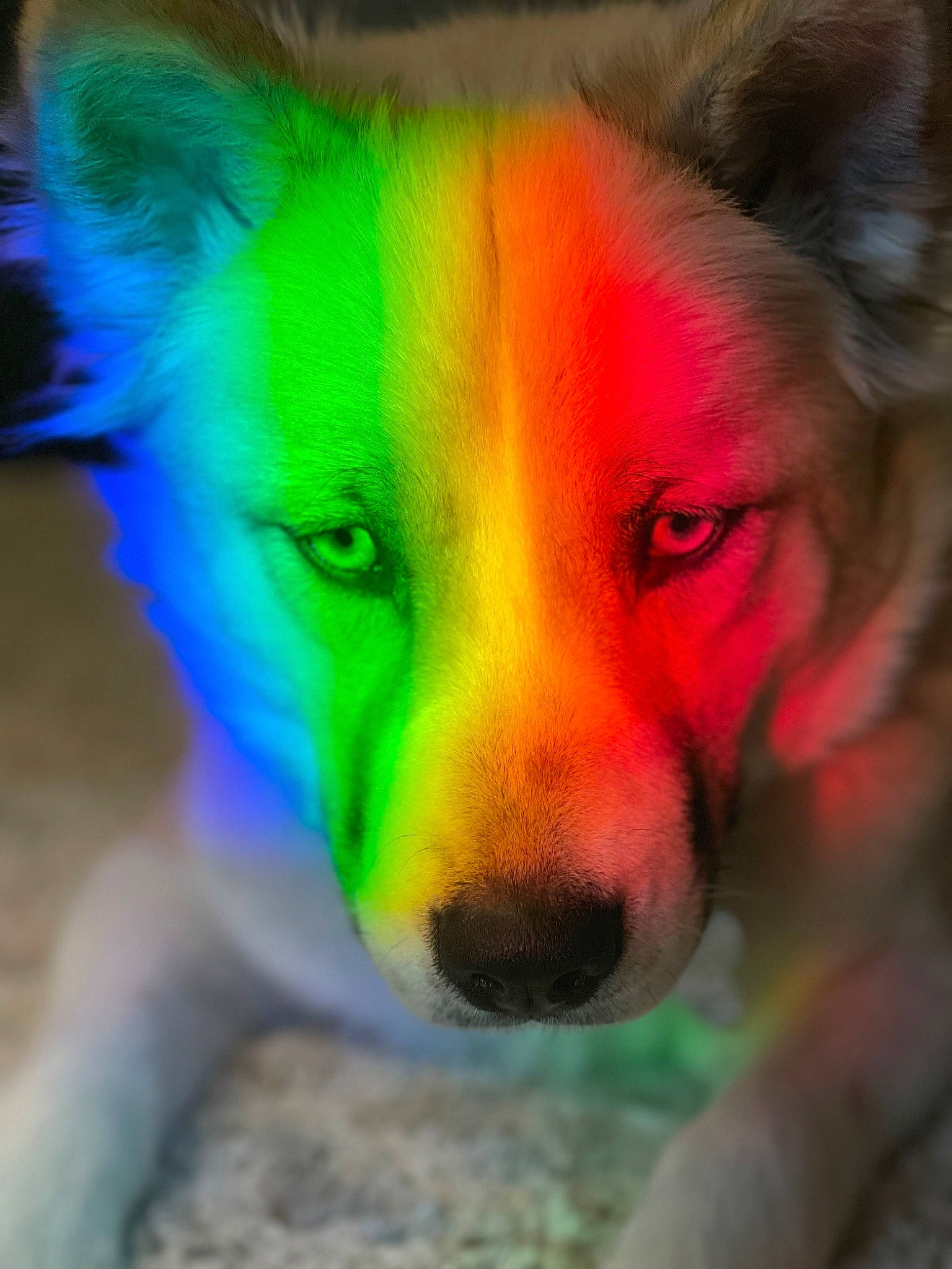 Harley is registered to the contest to win money with this photo: canidae, carnivore, close_up, companion_dog, dog, dog_breed, dog_supply, drawing, electric_blue, fawn, fur, non_sporting_group, pet_supply, snout, sporting_group, tail, terrestrial_animal, whiskers, wildlife, working_dog