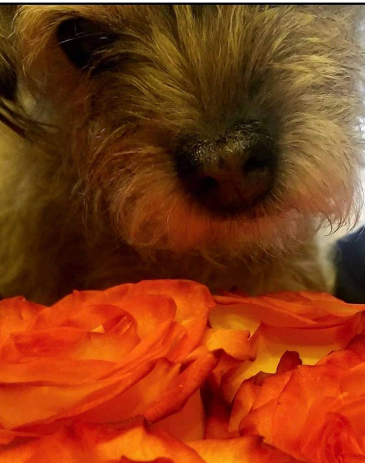 Muffin joined the competition — help win amazing prizes! carnivore, close_up, companion_dog, dog, dog_breed, flower, flowering_plant, fur, liver, orange, peach, petal, plant, rose_family, rose_order, small_terrier, snout, sporting_group, toy_dog, working_animal