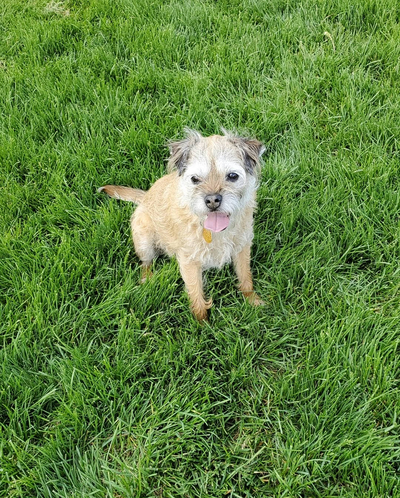 Muffin joined the competition — help win amazing prizes! canidae, carnivore, companion_dog, dog, dog_breed, dog_supply, fawn, firefighter, grass, grassland, groundcover, lawn, plant, small_terrier, snout, sporting_group, tail, terrier, toy, toy_dog