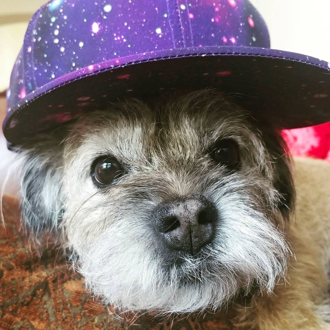 Muffin is registered to the contest to win money with this photo: blue, canidae, carnivore, companion_dog, costume_hat, dog, dog_breed, electric_blue, fashion_accessory, fur, hat, personal_protective_equipment, pet_supply, snout, sporting_group, sun_hat, terrestrial_animal, toy_dog, whiskers, working_animal
