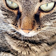 Titou participe au concours pour gagner de l'argent avec cette photo : cat, tabby, close_up, face, eyes, fur, whiskers, pet, animal, domestic_animal, feline, cute, indoor, soft_light, detail, muzzle, nose, paw, resting, portrait