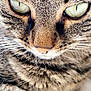 cat, tabby, close_up, face, eyes, fur, whiskers, pet, animal, domestic_animal, feline, cute, indoor, soft_light, detail, muzzle, nose, paw, resting, portrait