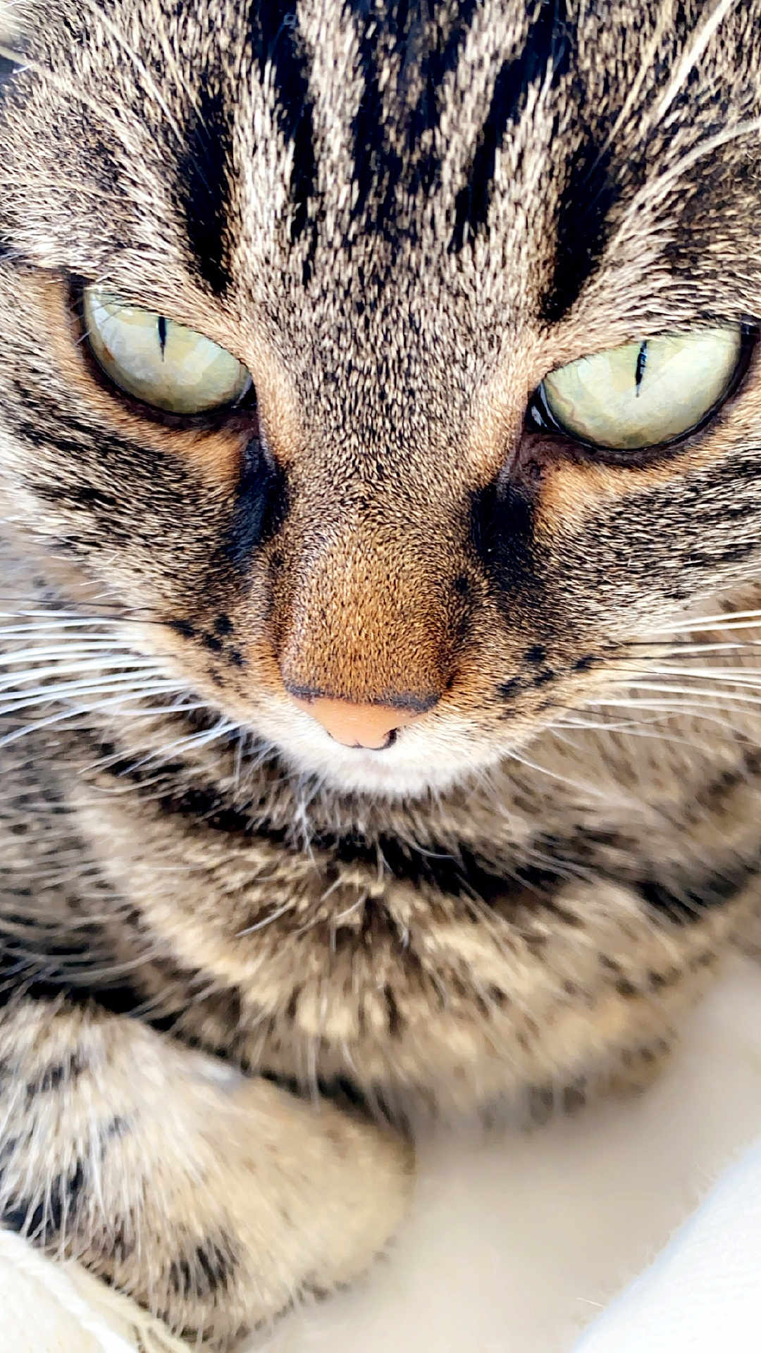Titou participe au concours pour gagner de l'argent avec cette photo : cat, tabby, close_up, face, eyes, fur, whiskers, pet, animal, domestic_animal, feline, cute, indoor, soft_light, detail, muzzle, nose, paw, resting, portrait