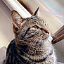 Titou a rejoint le concours — aidez-le/la à gagner de superbes lots ! cat, tabby, pet, animal, feline, whiskers, fur, window, indoor, closeup, portrait, striped, ears, paw, sitting, curious, looking, natural_light, domestic_cat, cute