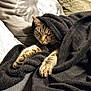 Titou a rejoint le concours — aidez-le/la à gagner de superbes lots ! cat, tabby, blanket, couch, pillow, indoor, pet, fur, cozy, resting, animal, feline, relaxed, home, comfort, snuggled, laying, soft, nap, domestic