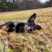 Aaron Brun Belet participe au concours pour gagner de l'argent avec cette photo : dog, outdoor, grass, field, animal, nature, ear, lying_down, brown, black, pet, canine, fur, tree, sky, relaxed, playful, autumn, landscape, grassland