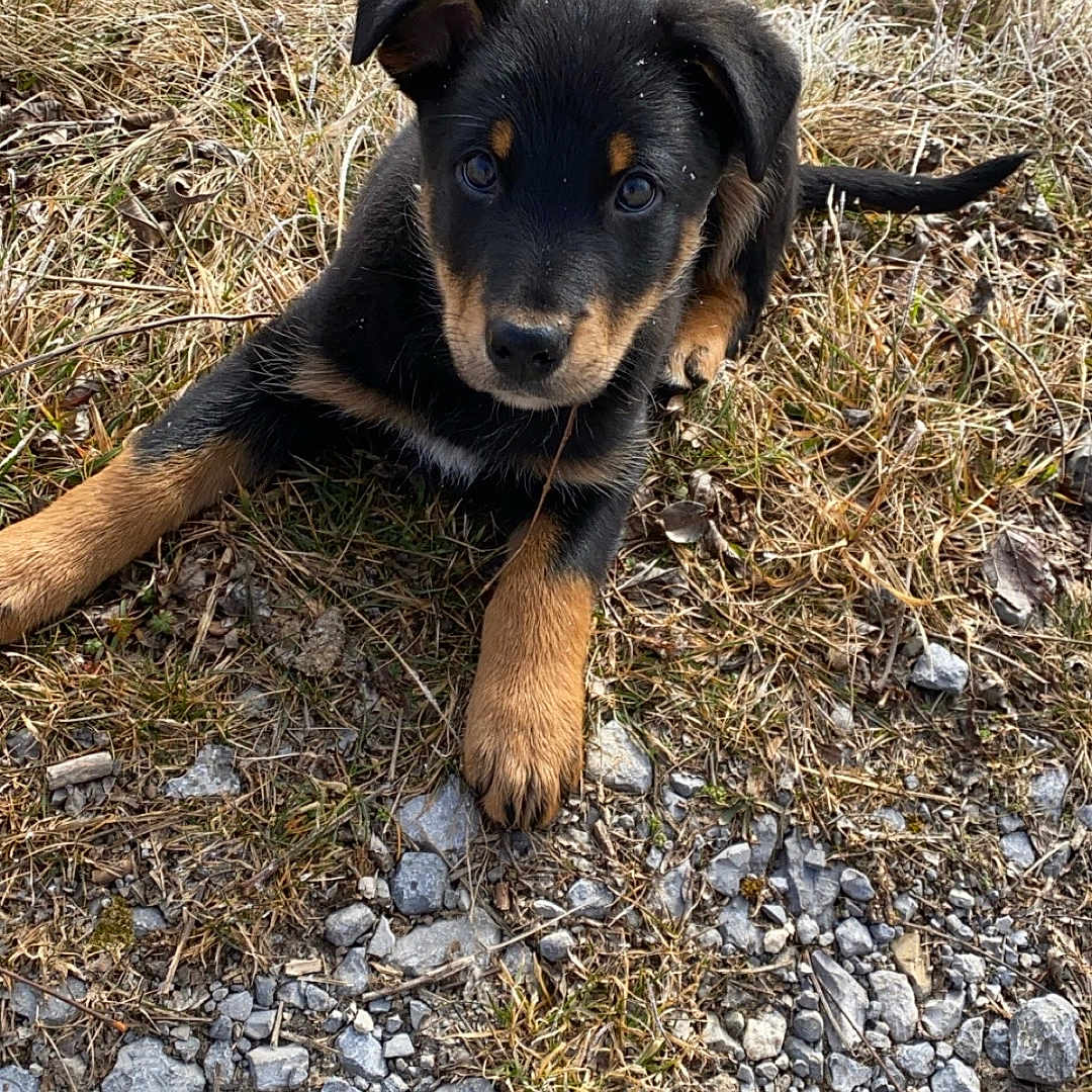 Aaron Brun Belet a rejoint le concours — aidez-le/la à gagner de superbes lots ! animal, black, curious, cute, dog, ears, eyes, floppy_ears, frost, fur, grass, ground, laying, nature, outdoor, pet, puppy, rocks, tan, young