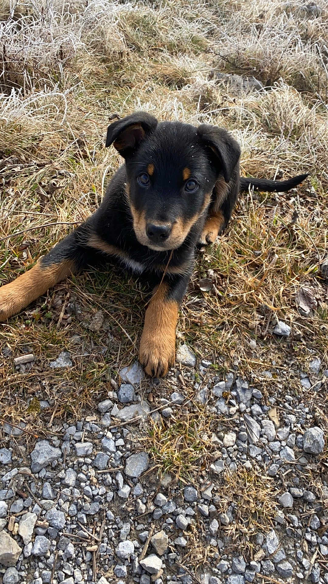 Aaron Brun Belet a rejoint le concours — aidez-le/la à gagner de superbes lots ! puppy, dog, grass, rocks, outdoor, nature, animal, pet, young, cute, black, tan, fur, ears, eyes, laying, ground, frost, curious, floppy_ears