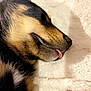 Aaron Brun Belet a rejoint le concours — aidez-le/la à gagner de superbes lots ! dog, sleeping, tongue_out, close_up, pet, fur, black_and_tan, cozy, blanket, indoors, resting, cute, animal, canine, relaxed, soft, portrait, muzzle, snout, ears