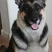 Big Boy Bo is registered to the contest to win money with this photo: alert, animal, black_and_tan, canine, companion, dog, domestic_animal, ears_up, floor, friendly, fur, german_shepherd, happy, house, indoor, pet, portrait, sitting, tile_floor, tongue_out