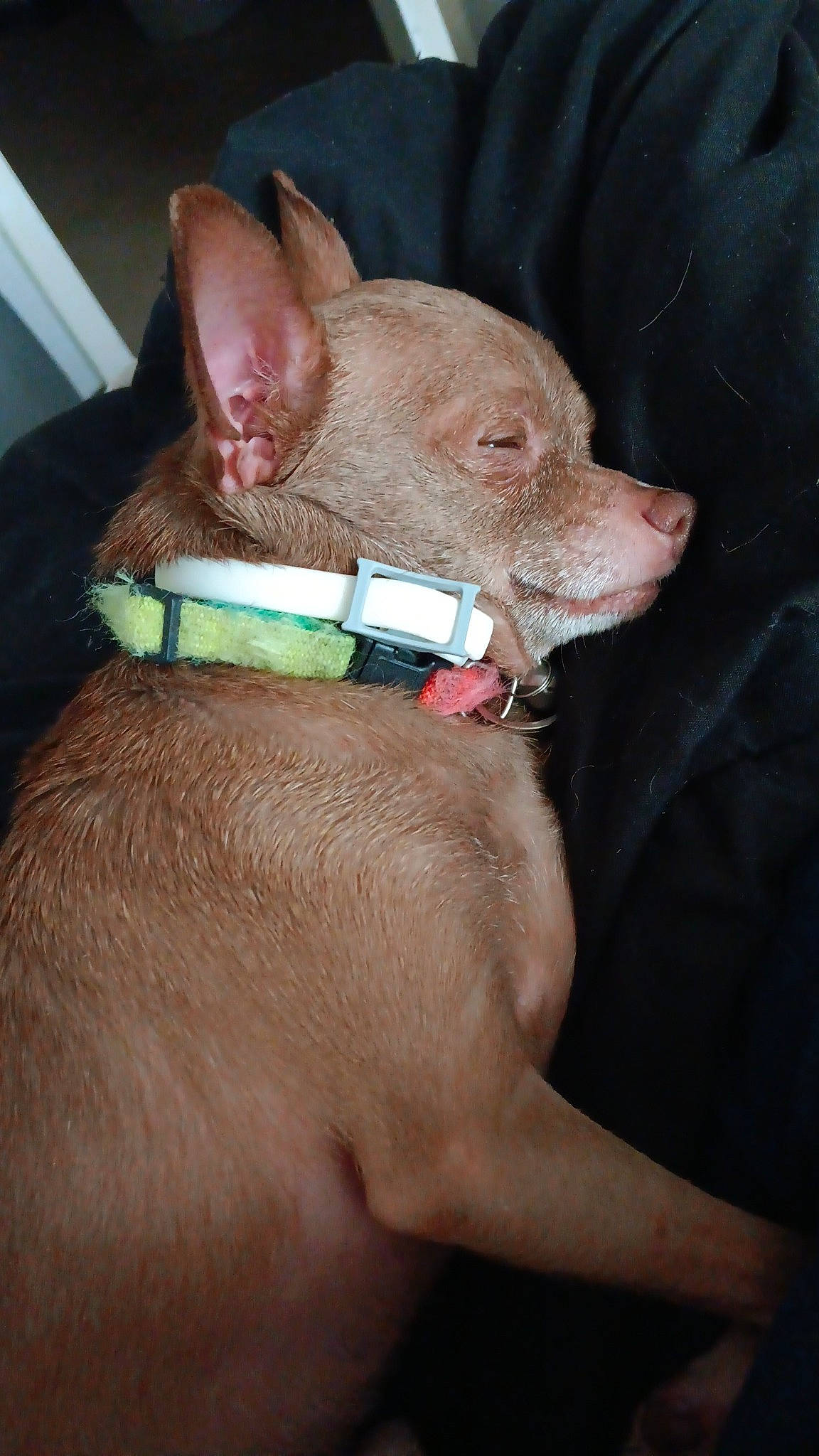 Thor joined the competition — help win amazing prizes! carnivore, collar, companion_dog, dog, dog_breed, ear, electric_blue, fashion_accessory, fawn, jaw, liver, mexican_hairless_dog, neck, pet_supply, snout, sporting_group, throat, whiskers, working_animal, wrist